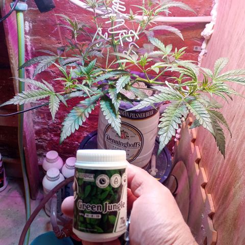 Jack growlog timeline photo
