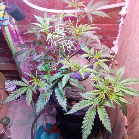 Jack growlog timeline photo
