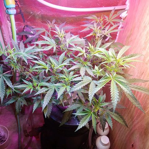 Jack growlog timeline photo
