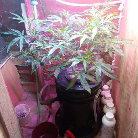 Jack growlog timeline photo