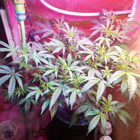 Jack growlog timeline photo