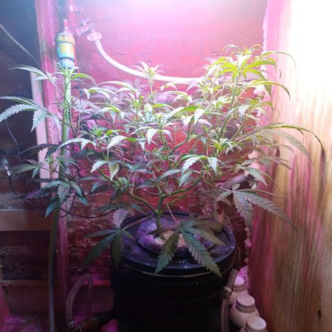 Jack growlog timeline photo