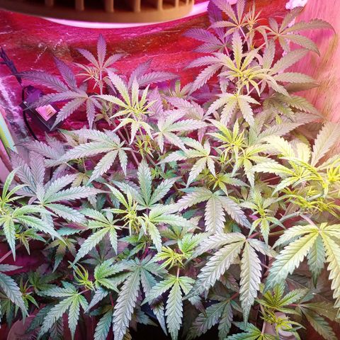 Jack growlog timeline photo