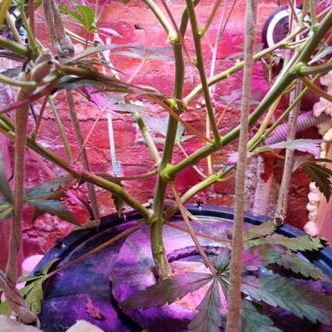 Jack growlog timeline photo