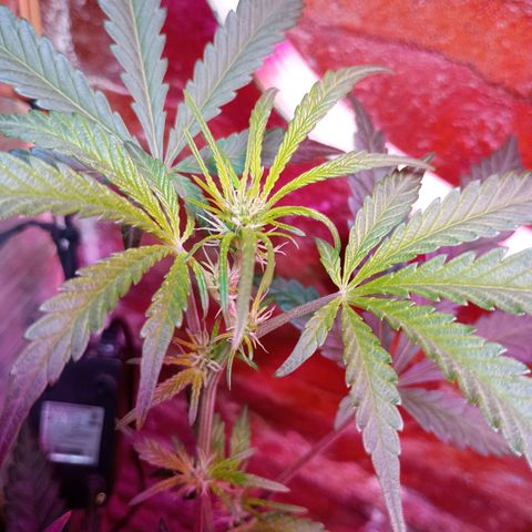 Jack growlog timeline photo