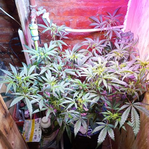 Jack growlog timeline photo