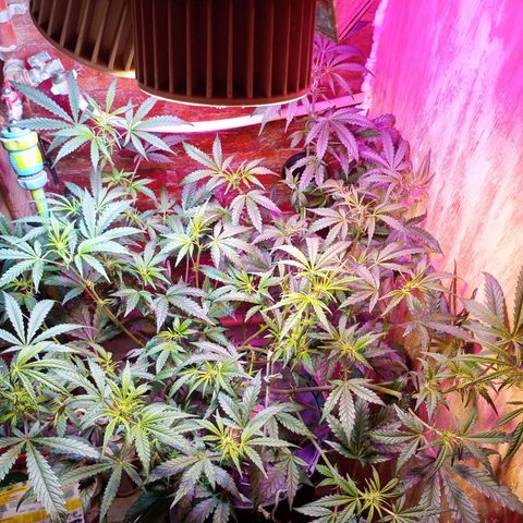 Jack growlog timeline photo