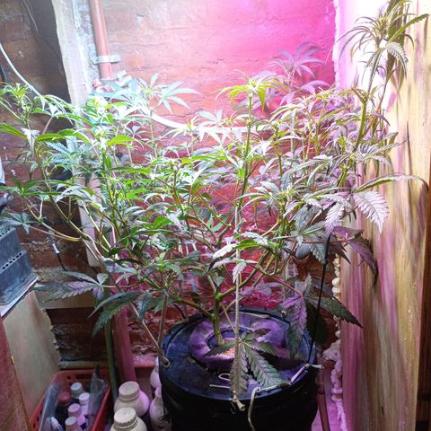 Jack growlog timeline photo