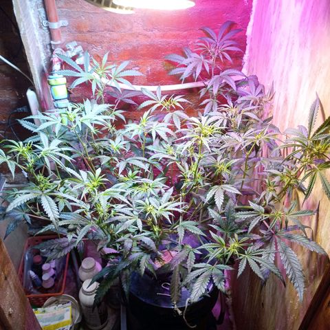 Jack growlog timeline photo