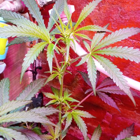 Jack growlog timeline photo