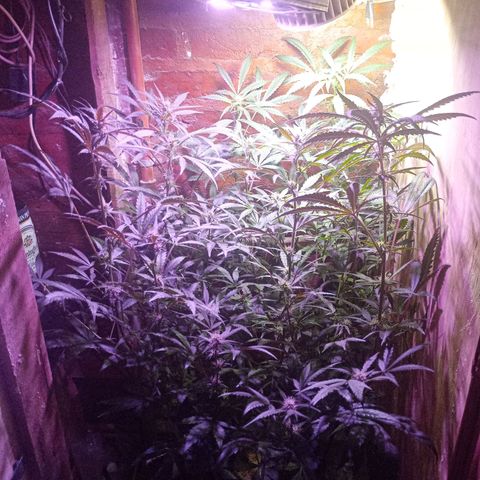 Jack growlog timeline photo