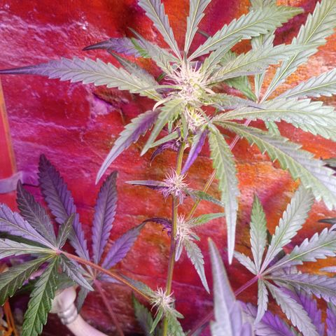 Jack growlog timeline photo