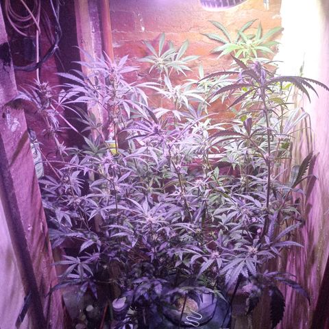 Jack growlog timeline photo
