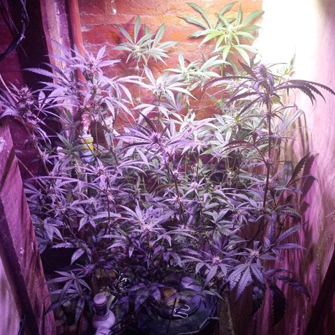 Jack growlog timeline photo