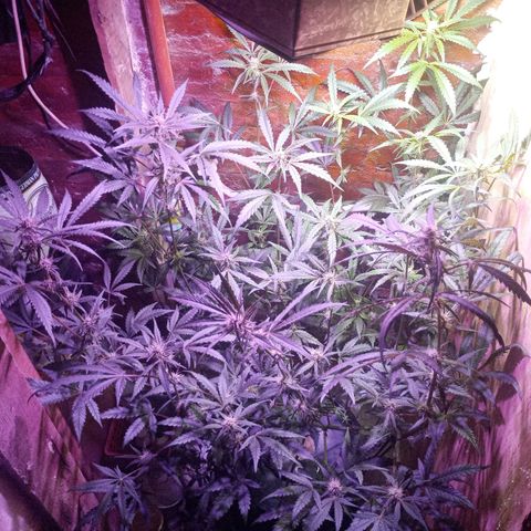 Jack growlog timeline photo