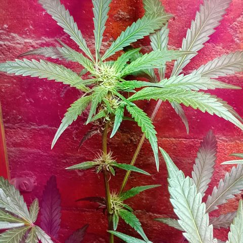 Jack growlog timeline photo