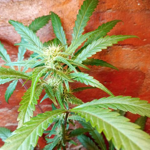 Jack growlog timeline photo