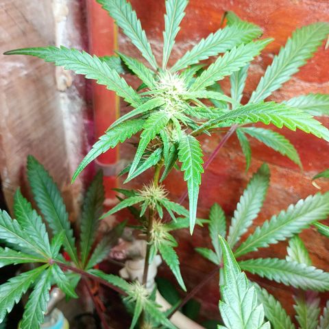Jack growlog timeline photo