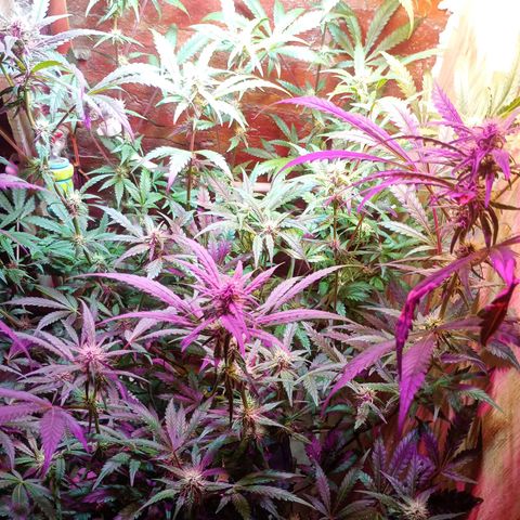 Jack growlog timeline photo