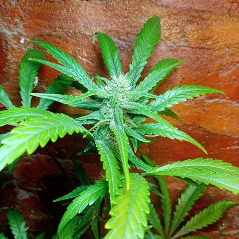 Jack growlog timeline photo