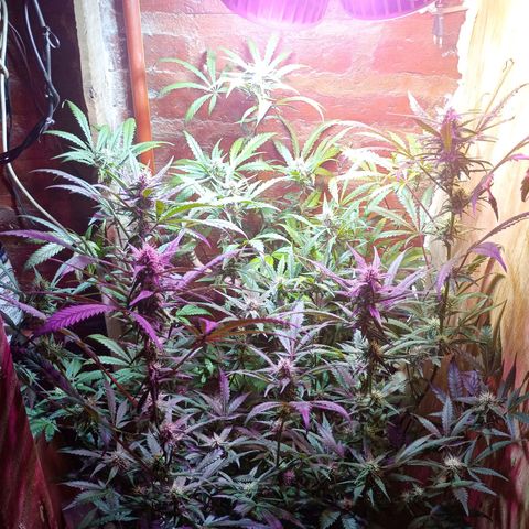 Jack growlog timeline photo