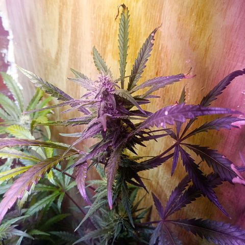 Jack growlog timeline photo