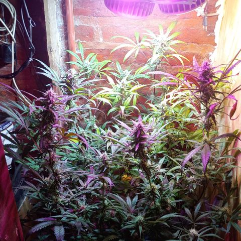 Jack growlog timeline photo