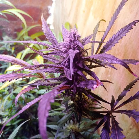 Jack growlog timeline photo