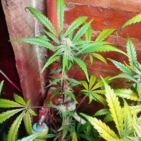 Jack growlog timeline photo