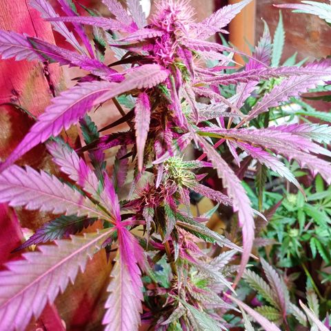 Jack growlog timeline photo
