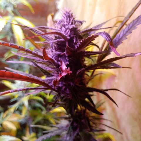 Jack growlog timeline photo