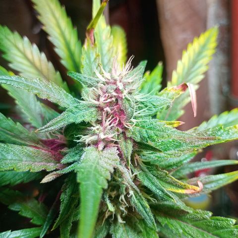 Jack growlog timeline photo