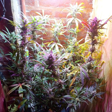 Jack growlog timeline photo