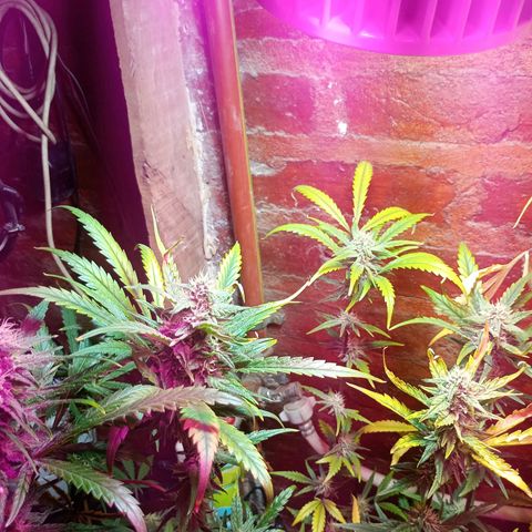 Jack growlog timeline photo