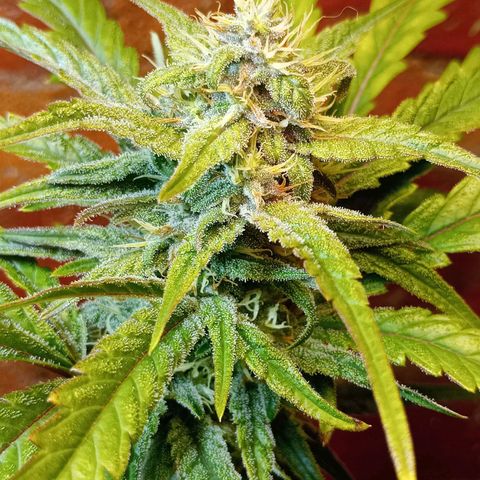 Jack growlog timeline photo