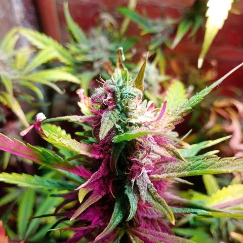 Jack growlog timeline photo