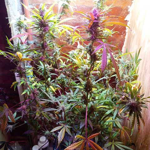 Jack growlog timeline photo