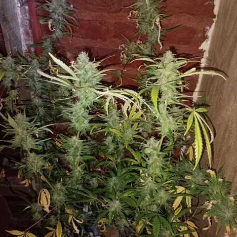 Jack growlog timeline photo