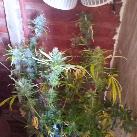 Jack growlog timeline photo