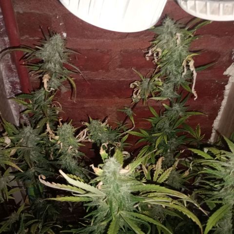 Jack growlog timeline photo