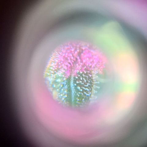 Jack growlog photo: Corte.. tricomas lechosos. +Thc.