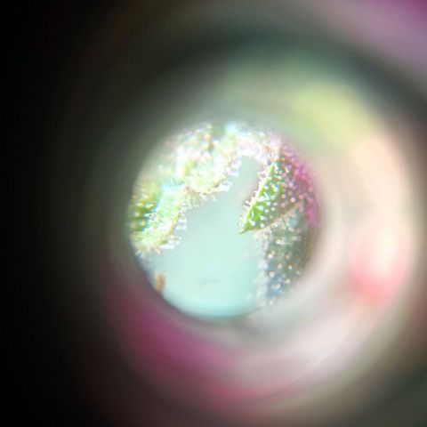 Jack growlog photo: Corte.. tricomas lechosos. +Thc.