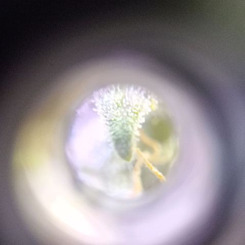 Jack growlog photo: Corte.. tricomas lechosos. +Thc.