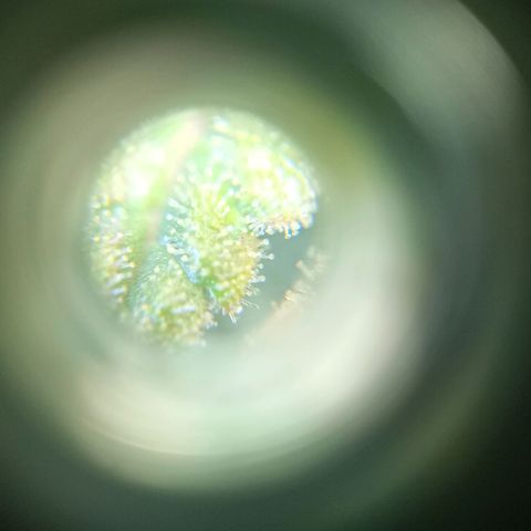 Jack growlog photo: Corte.. tricomas lechosos. +Thc.