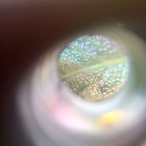 Jack growlog photo: Corte.. tricomas lechosos. +Thc.