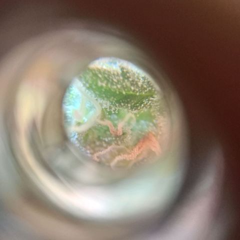 Jack growlog photo: Corte.. tricomas lechosos. +Thc.