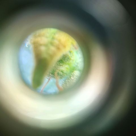 Jack growlog photo: Corte.. tricomas lechosos. +Thc.