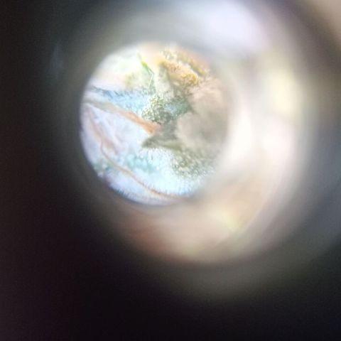 Jack growlog photo: Corte.. tricomas lechosos. +Thc.
