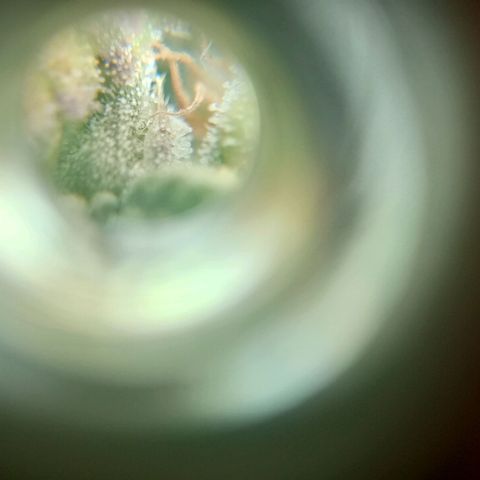 Jack growlog photo: Corte.. tricomas lechosos. +Thc.