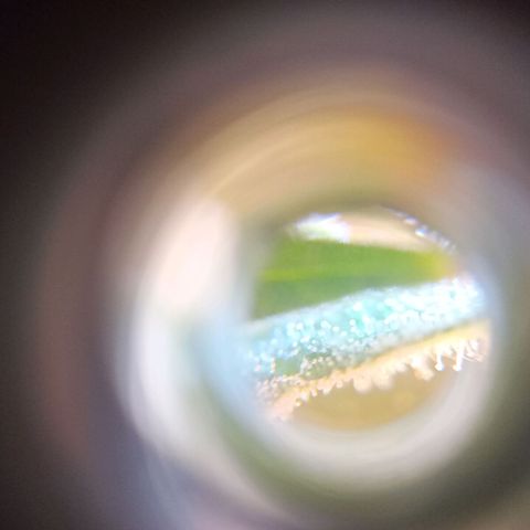 Jack growlog photo: Corte.. tricomas lechosos. +Thc.